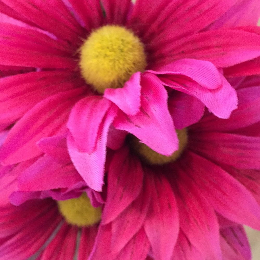 Meet your Posher, Amelia